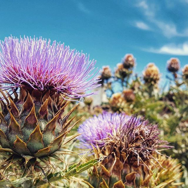 CLOSE-UP OF PURPLE FLOWERS BLOOMING IN PARK