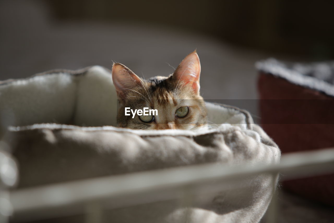 CLOSE-UP PORTRAIT OF A CAT WITH EYES