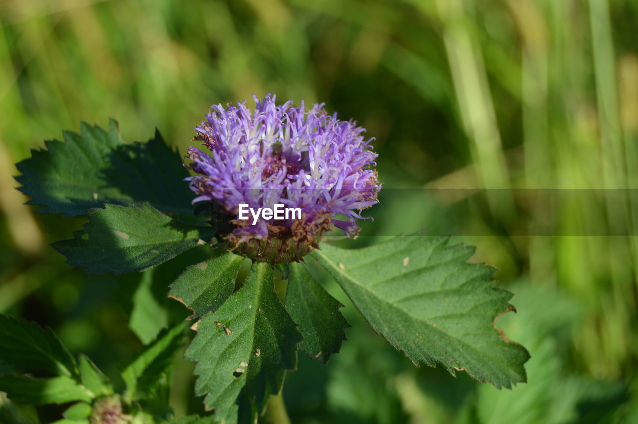 Close-up of purple flowers