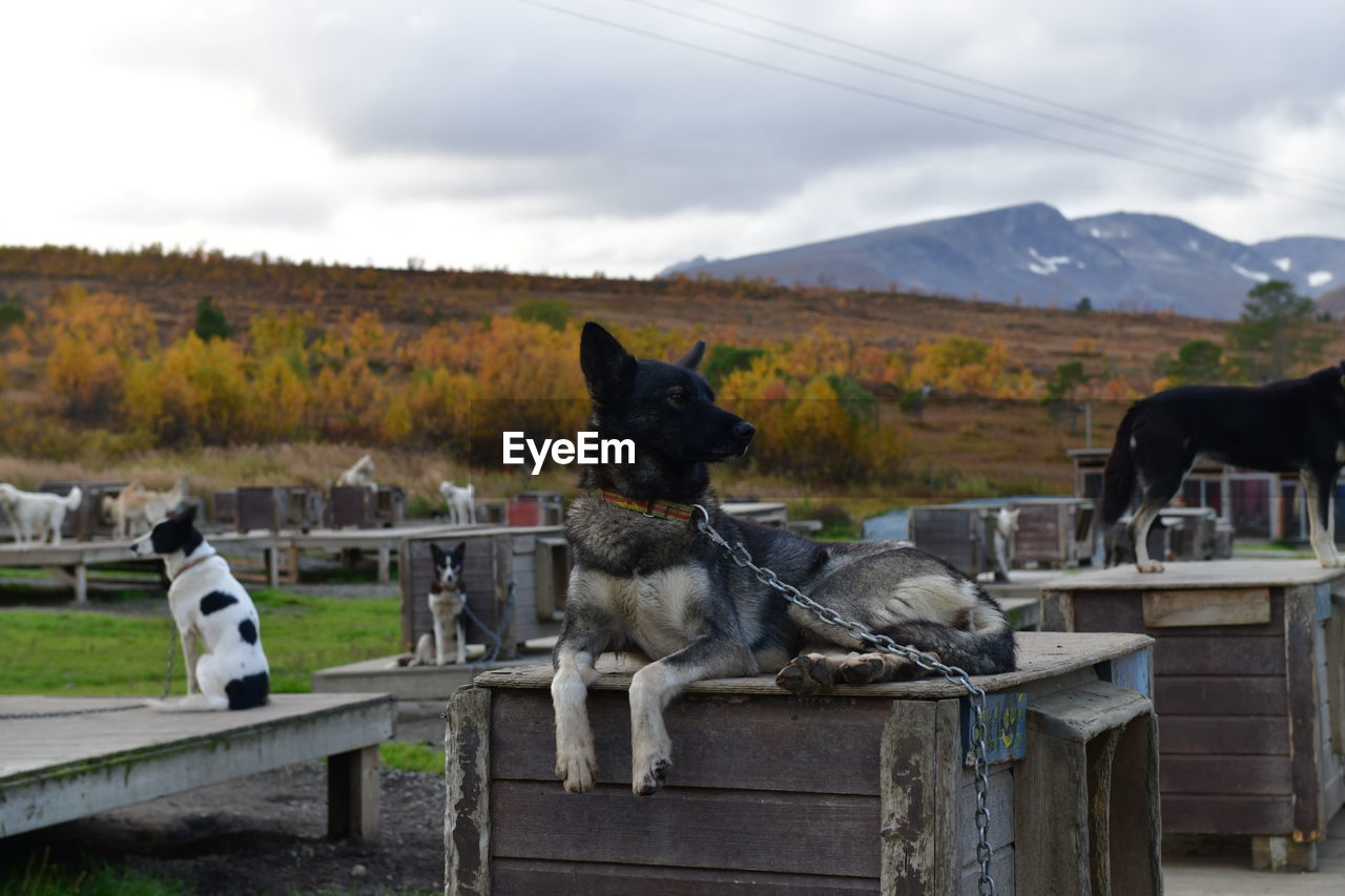 mammal, animal themes, animal, domestic animals, pet, group of animals, dog, cloud, sky, nature, mountain, canine, livestock, landscape, animal wildlife, no people, environment, day, rural area, two animals, outdoors