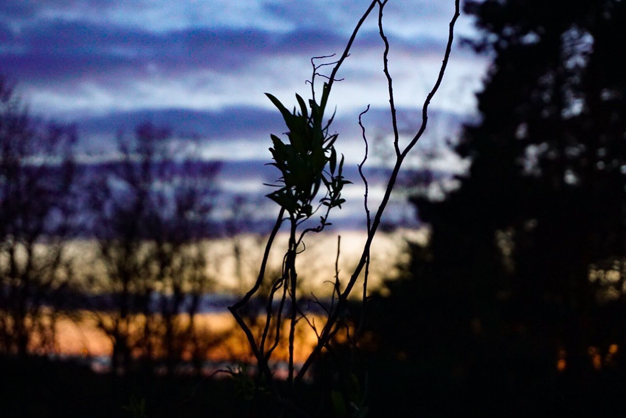 CLOSE-UP OF SILHOUETTE PLANTS AGAINST SKY AT SUNSET