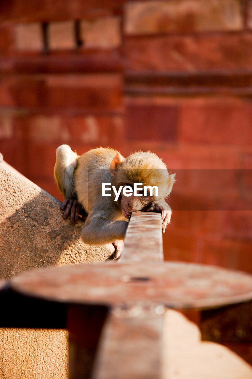 SMALL SITTING ON WOODEN WALL