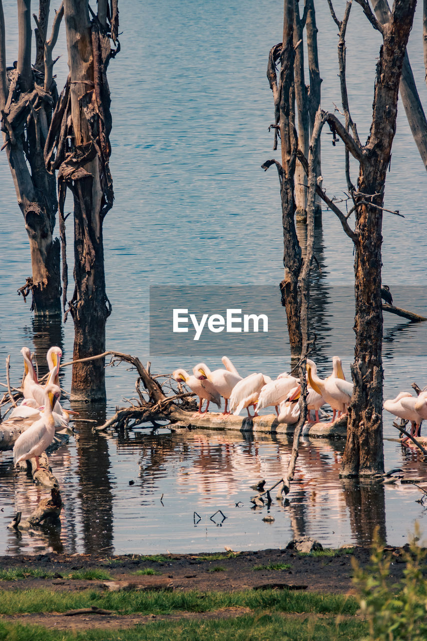 water, animal, animal themes, wildlife, group of animals, animal wildlife, nature, lake, bird, reflection, large group of animals, no people, tree, plant, day, water bird, outdoors, beauty in nature, flock of birds, tree trunk, trunk