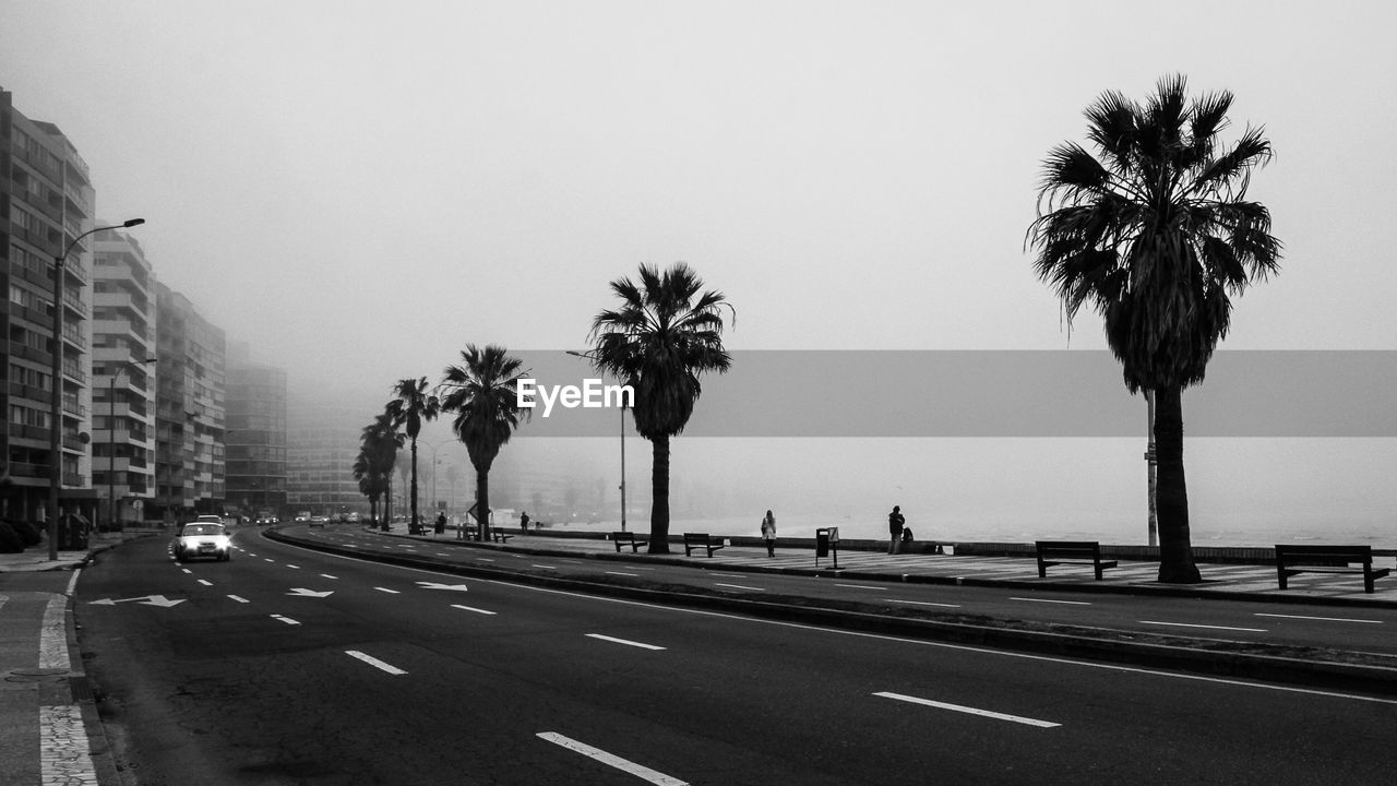 Palm trees by road in city against sky