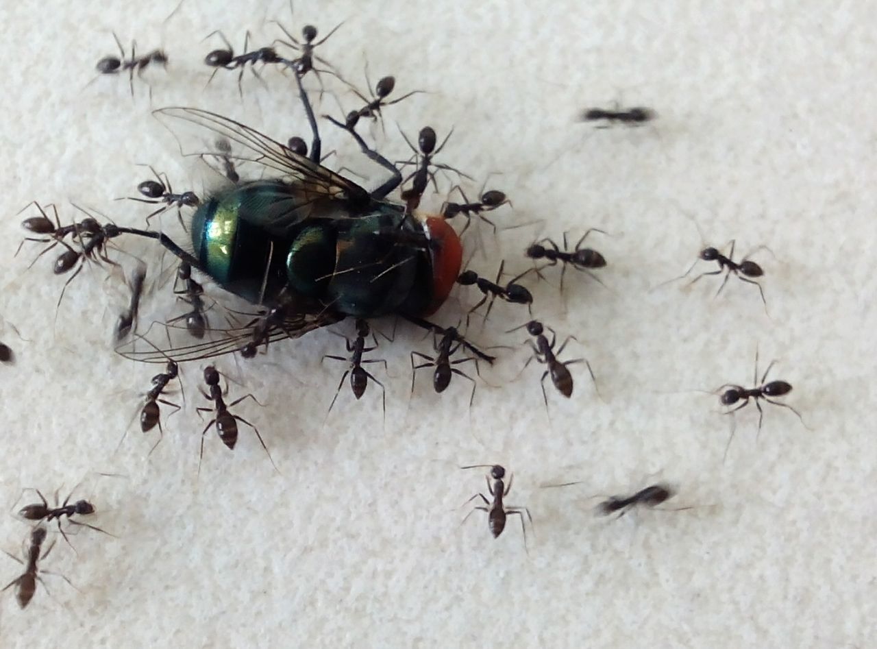 High angle view of ant and housefly on field