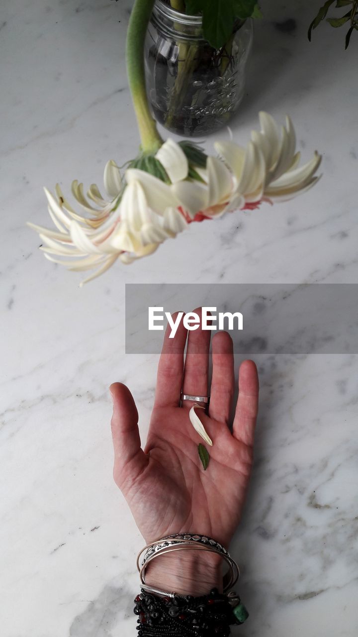 High angle view of cropped hand by flowers on rock