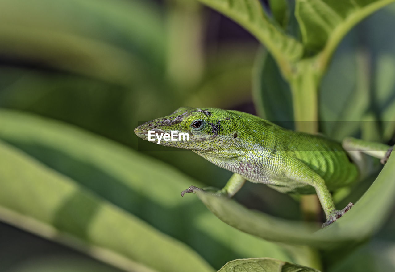 CLOSE-UP OF GREEN LIZARD