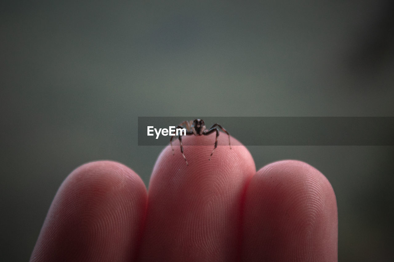 CLOSE-UP OF HUMAN HAND ON SMALL