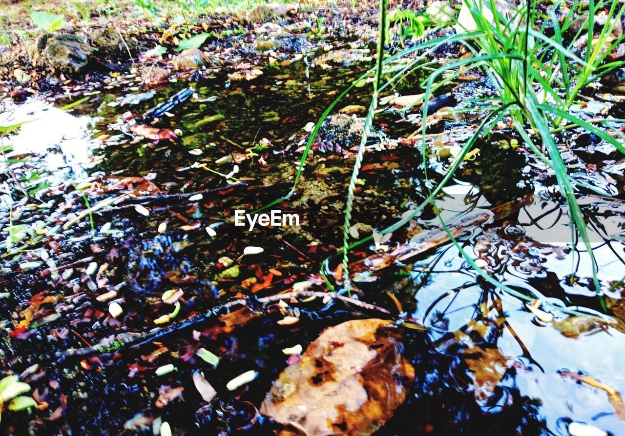 HIGH ANGLE VIEW OF PLANT ON LAND