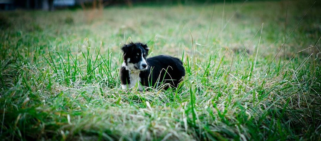 Australian shepherd sitting on grassy field