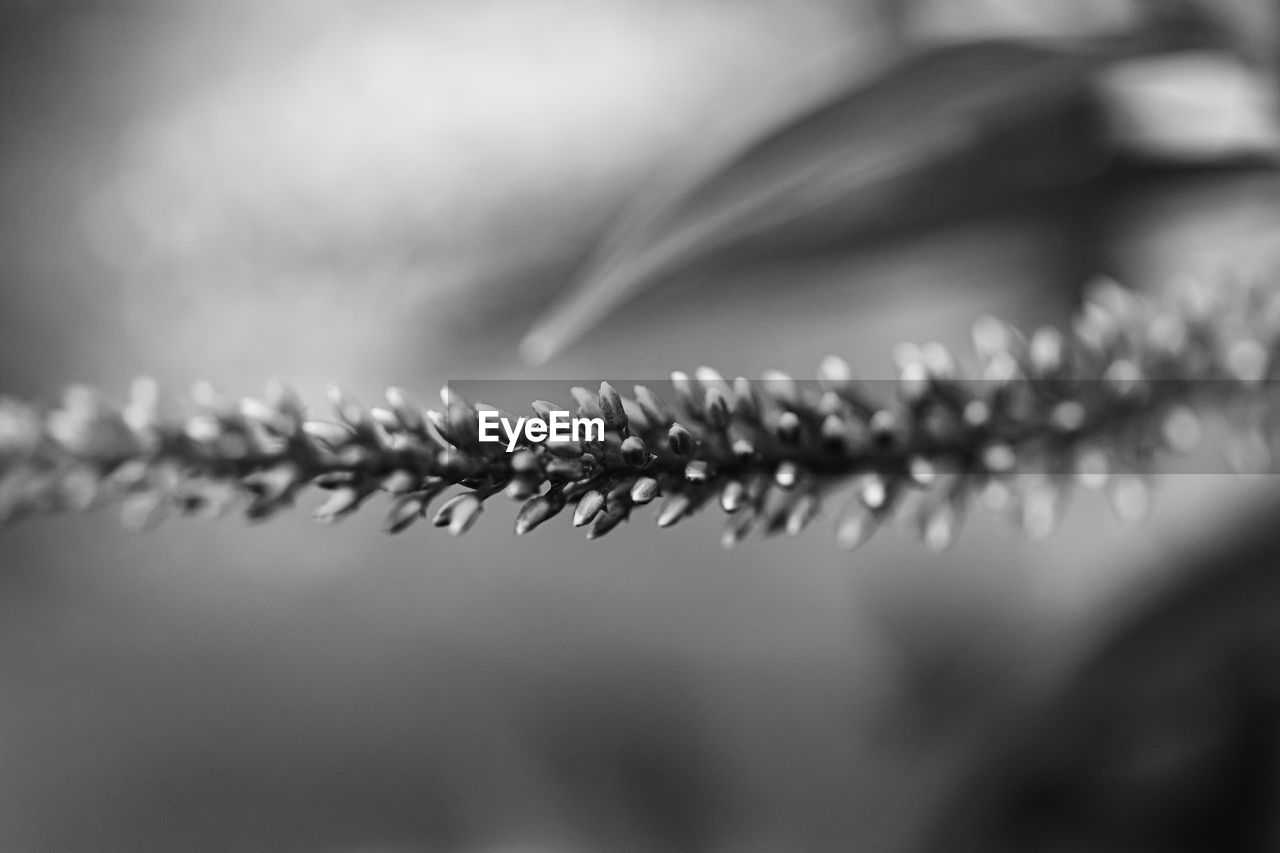 Close-up of water drop on metal