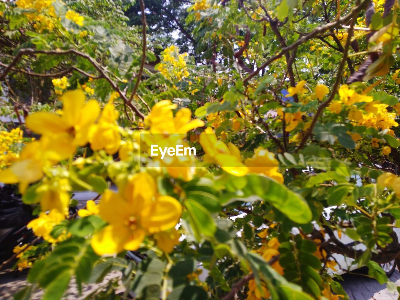 CLOSE-UP OF YELLOW FLOWERING PLANT IN SPRING