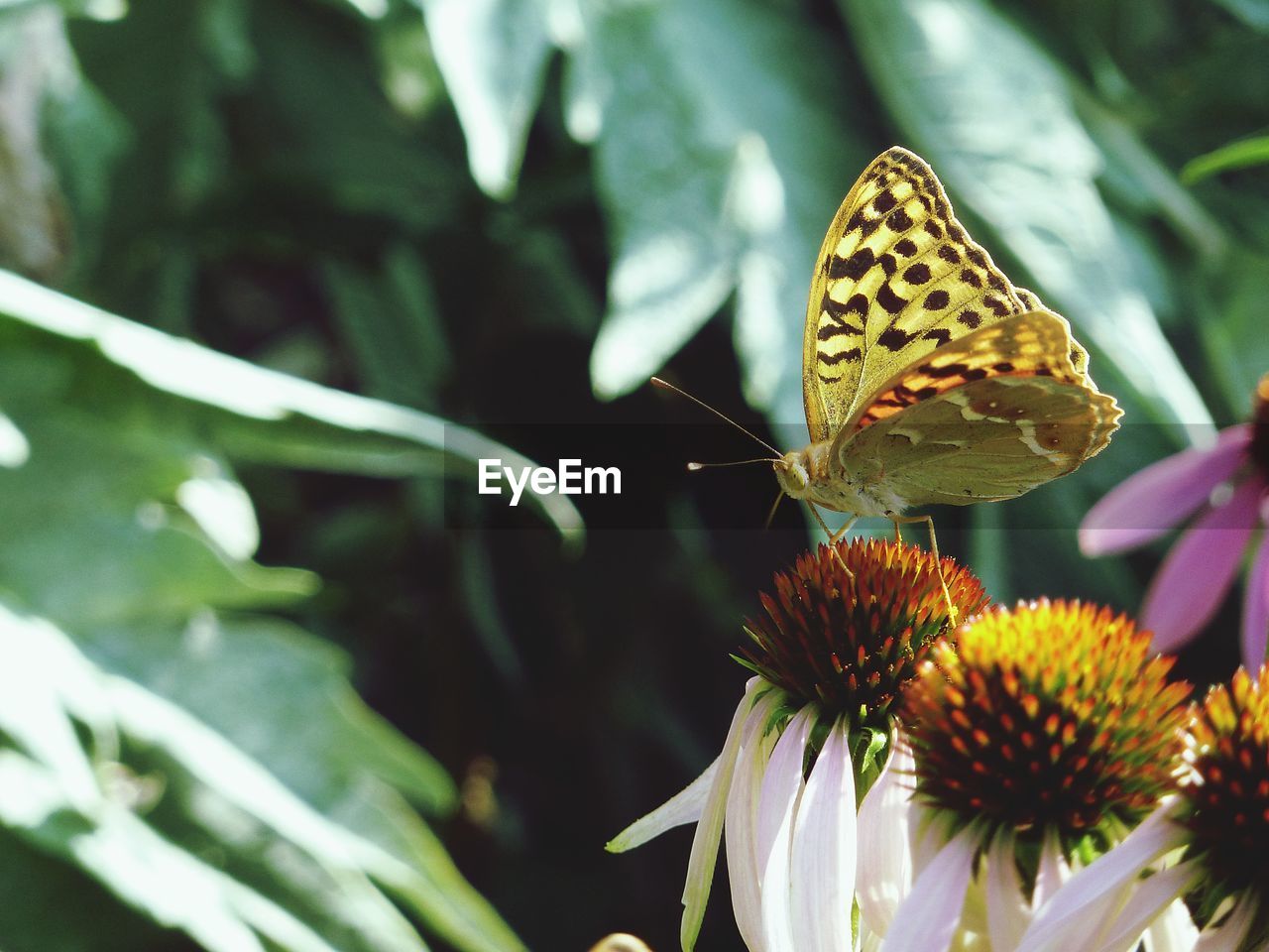 BUTTERFLY ON FLOWER