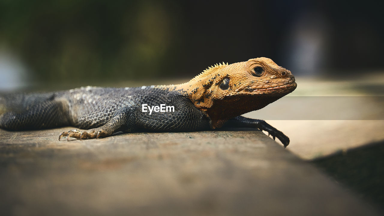 CLOSE-UP OF A LIZARD