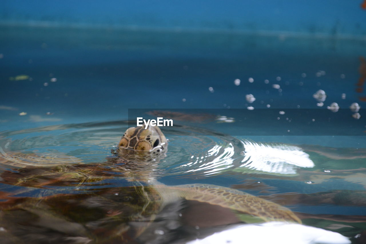 VIEW OF TURTLE SWIMMING IN SEA WATER