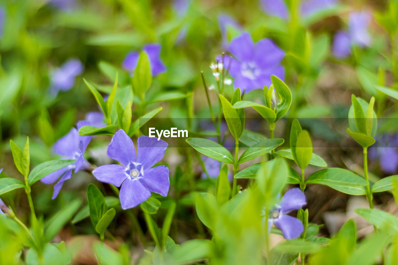 Close-up of purple flowering plants