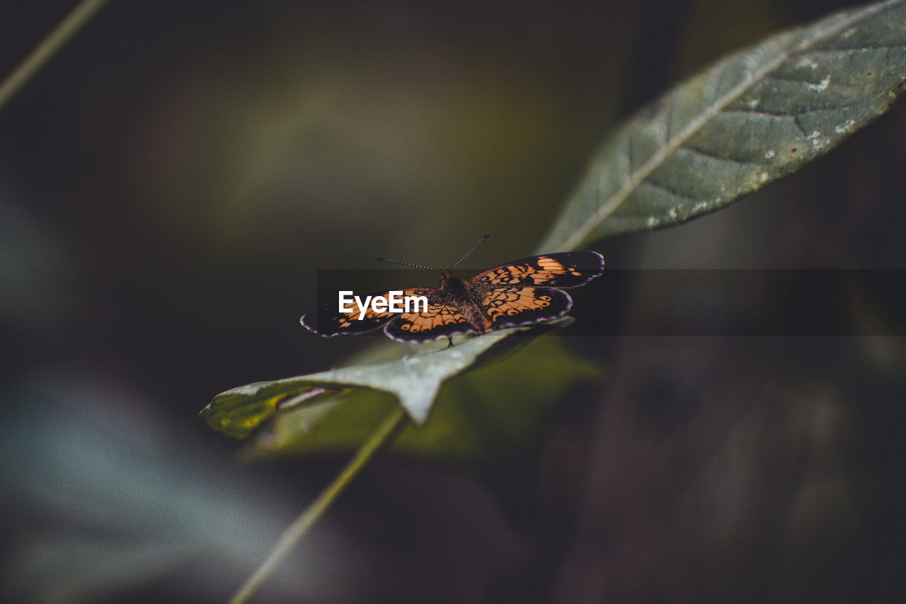 Close-up of butterfly on leaf