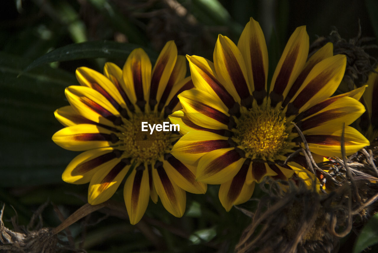 Close-up of yellow flowering plant