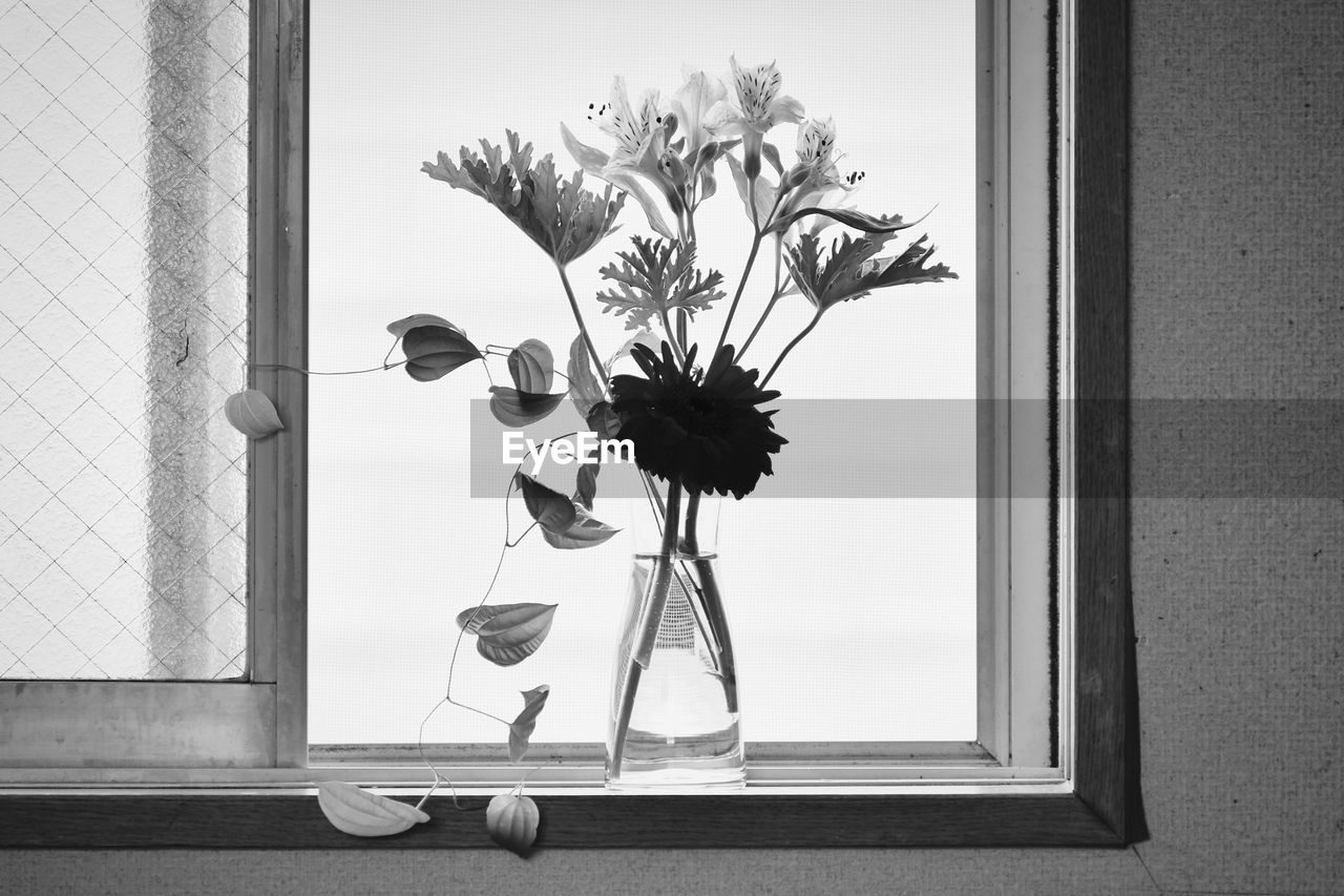 white, window, flower, flowering plant, plant, still life photography, black, vase, indoors, nature, black and white, art, no people, home interior, monochrome photography, glass, monochrome, flower head, freshness, wall, still life, picture frame, painting, beauty in nature, day, window sill, growth, flower arrangement, table, arrangement, fragility