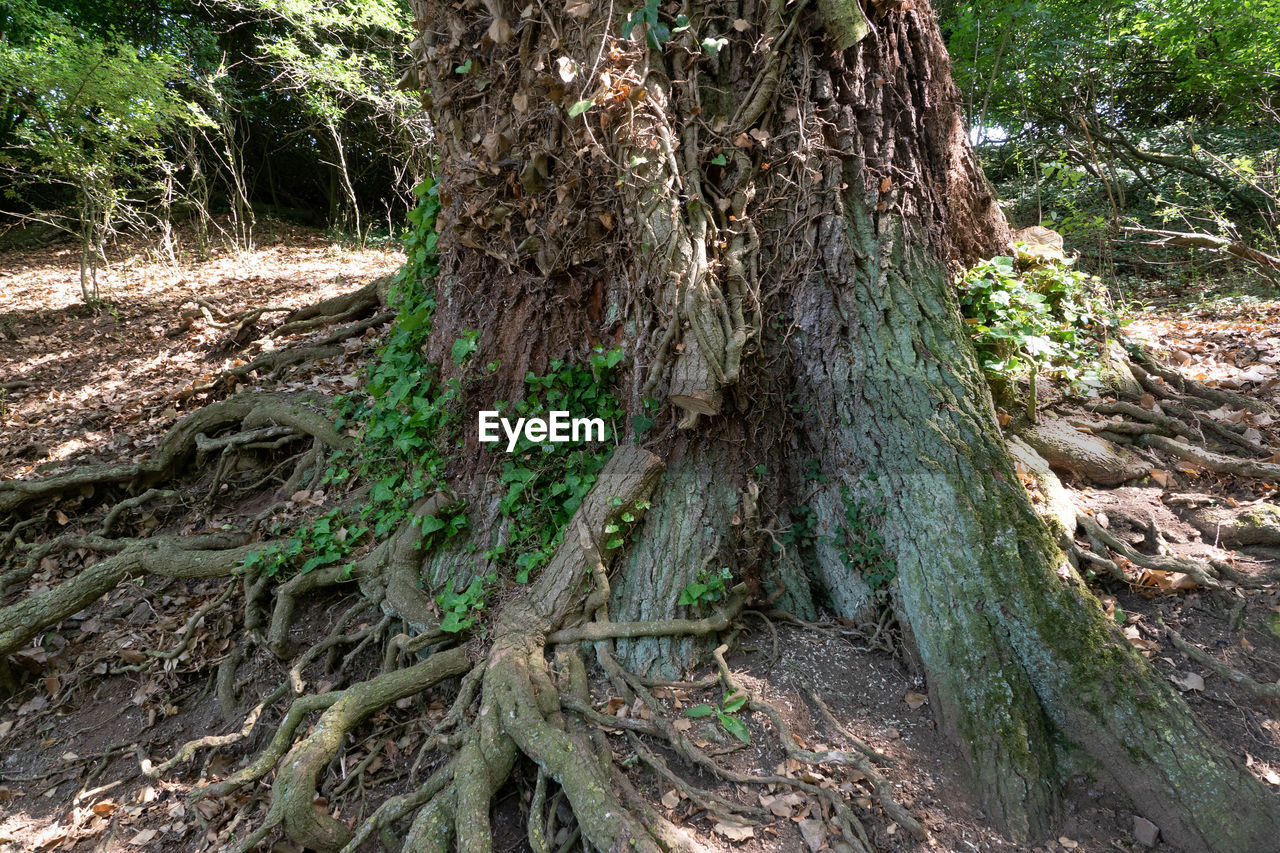 CLOSE-UP OF ROOTS ON TREE TRUNK