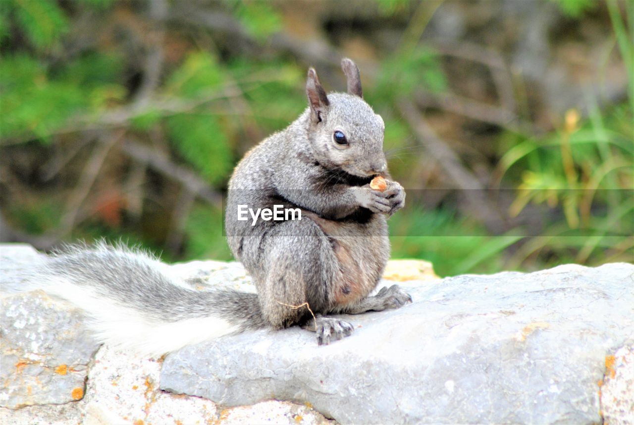 SQUIRREL EATING ROCK