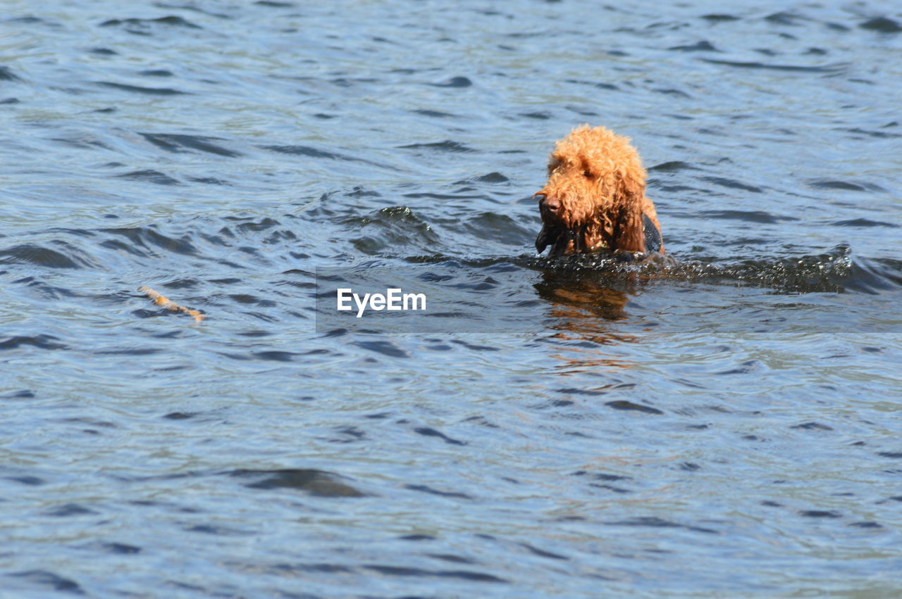 DOG SWIMMING IN THE SEA