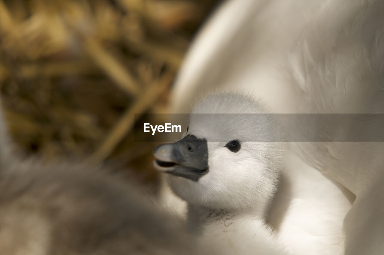 CLOSE-UP OF BIRD