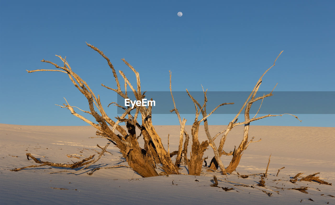 Dead tree poking through the sands at sunset with a full moon overhead at white sands national park