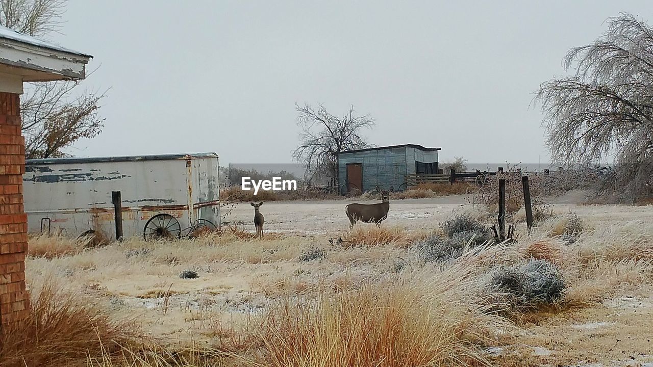 HOUSES ON FIELD