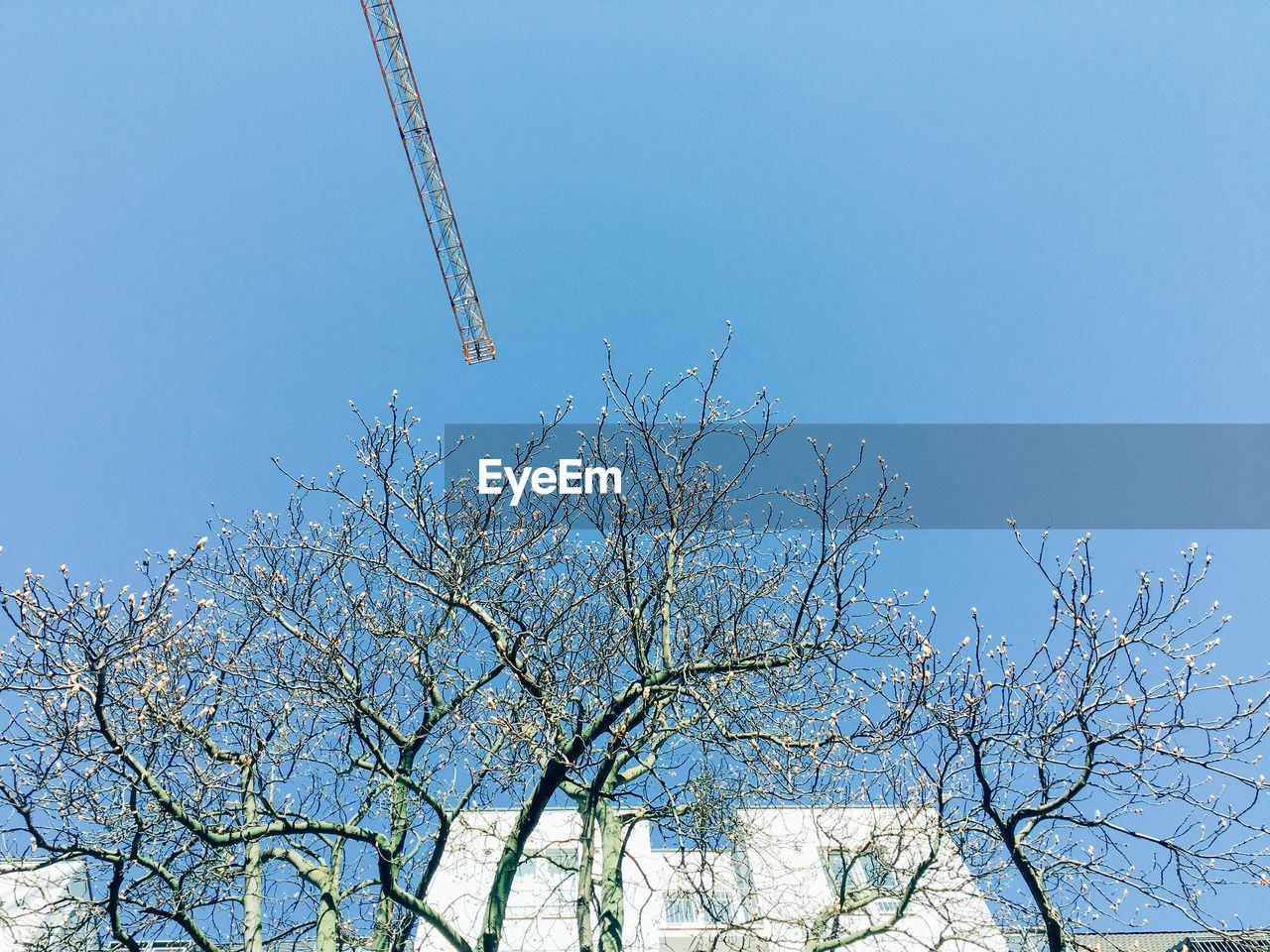 Low angle view of bare trees by building against clear blue sky
