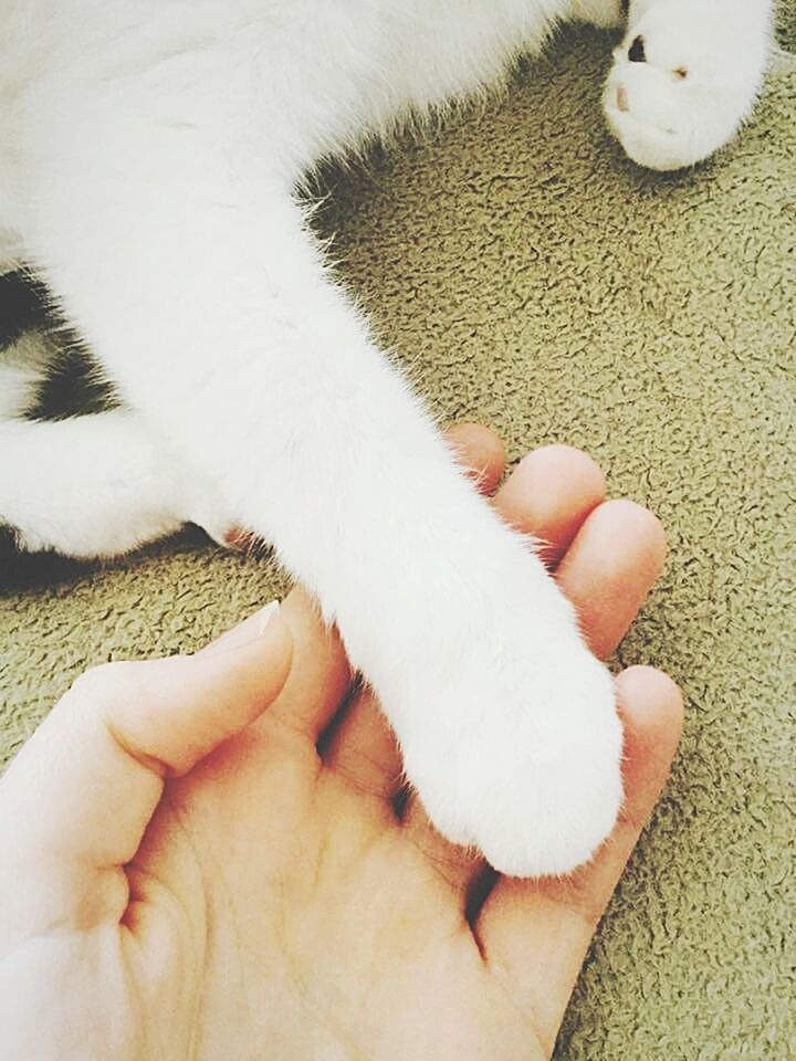 CLOSE-UP OF CROPPED HAND HOLDING WHITE WALL