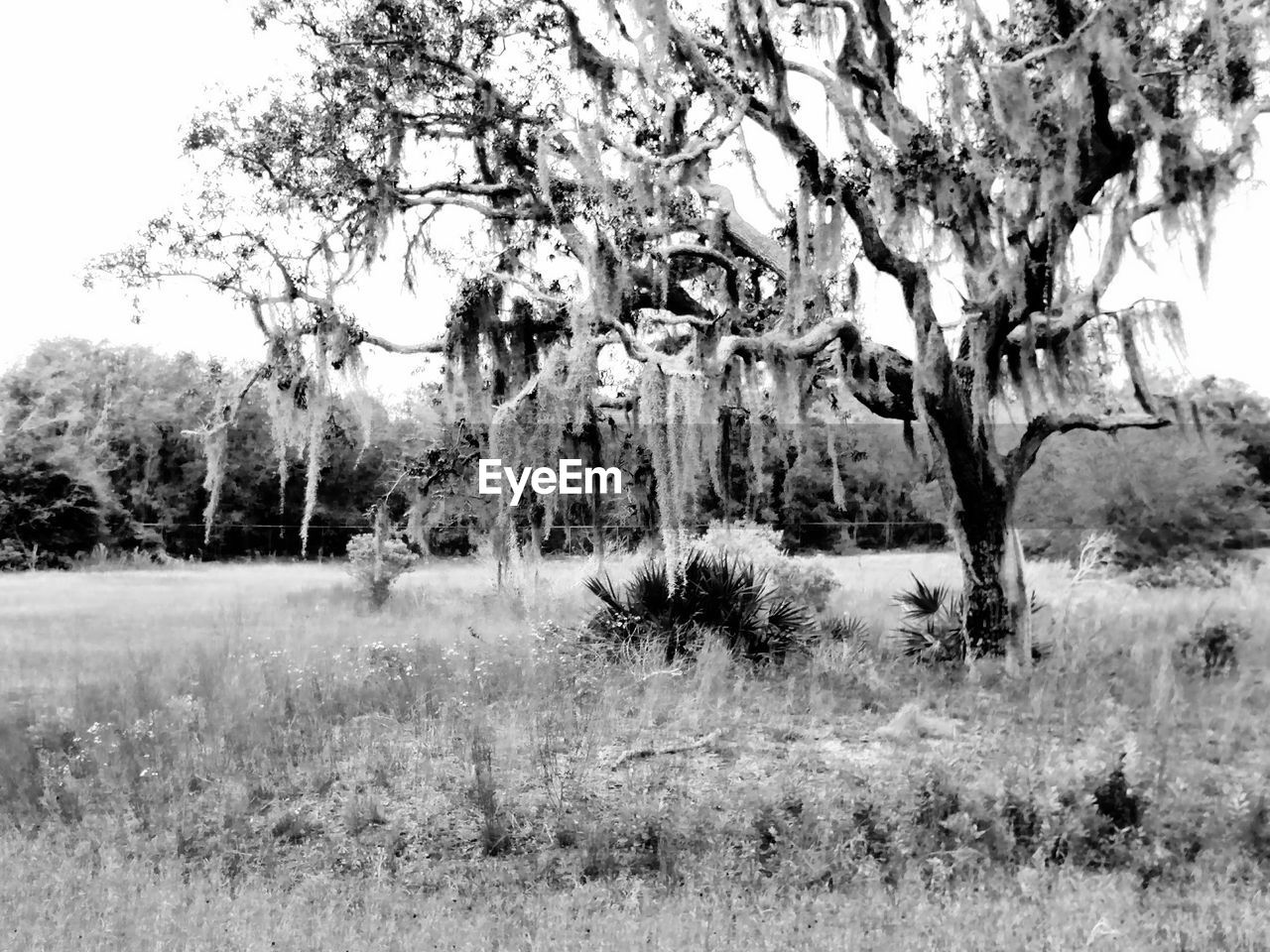 TREES ON FIELD