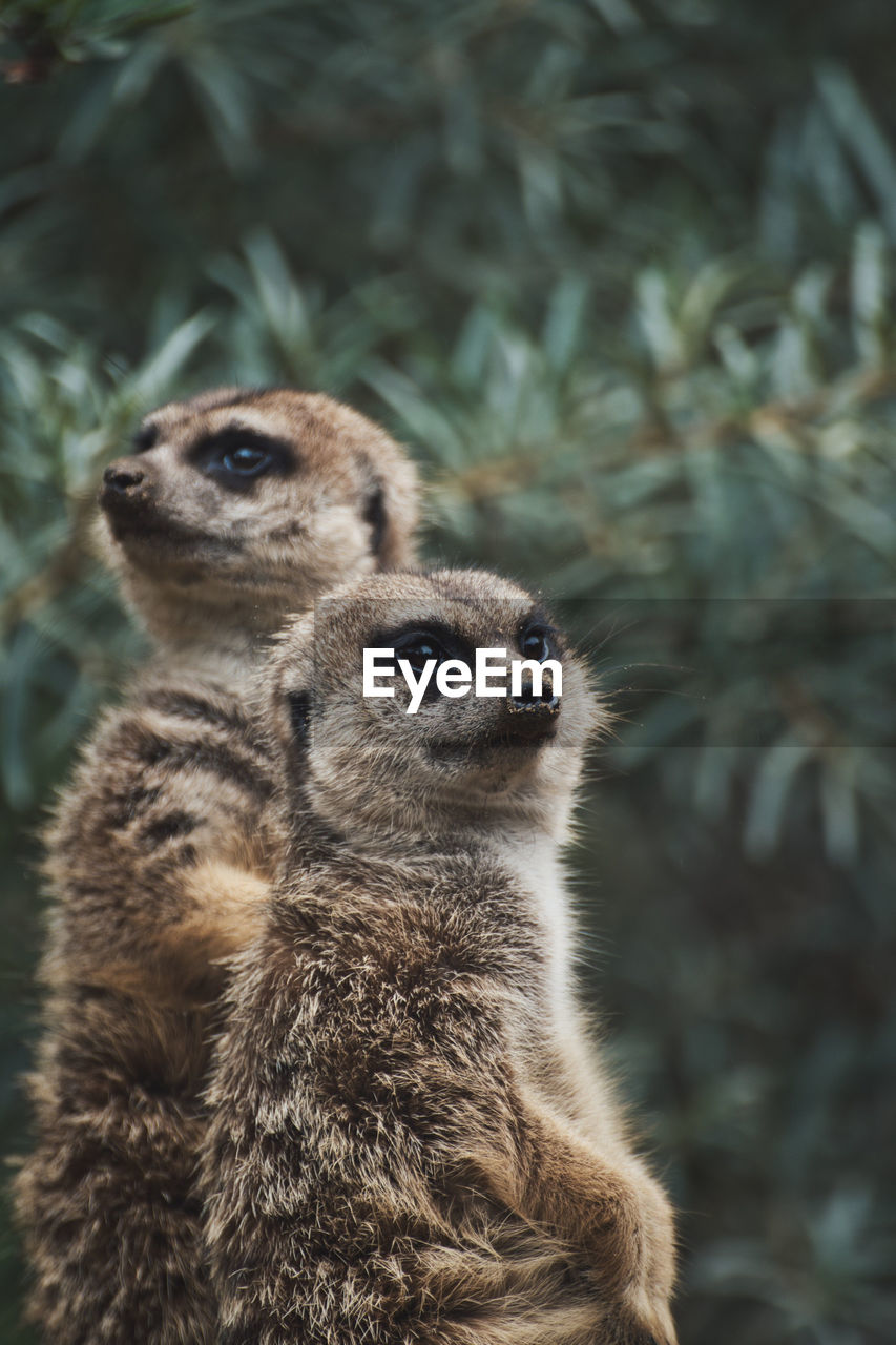 Vertical shot of two adorable meerkats on a branch in a zoo