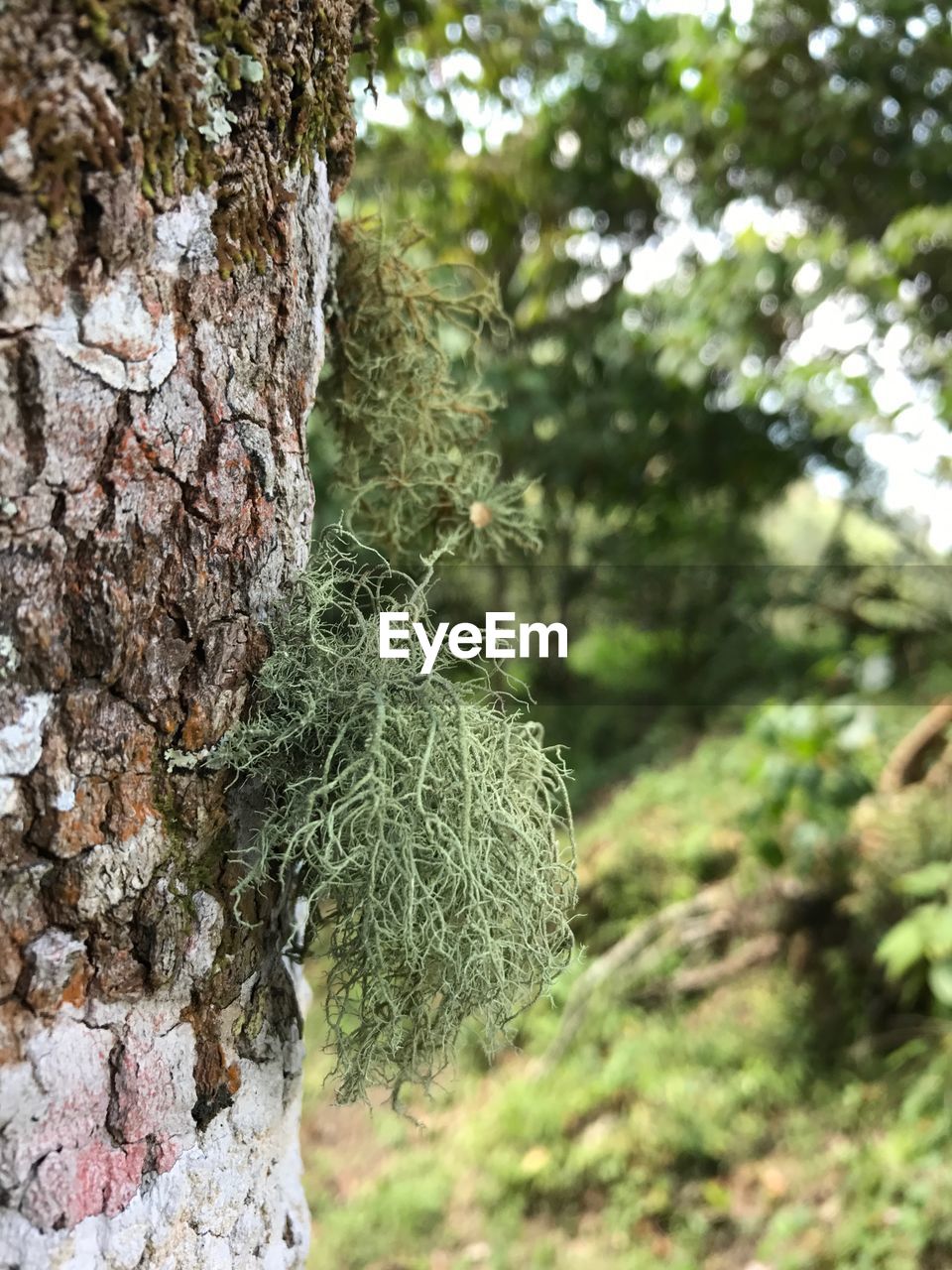 CLOSE-UP OF FRESH TREE TRUNK