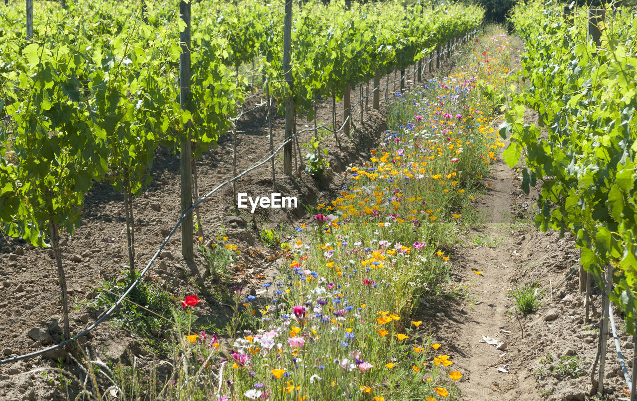 FLOWERING PLANTS ON FIELD