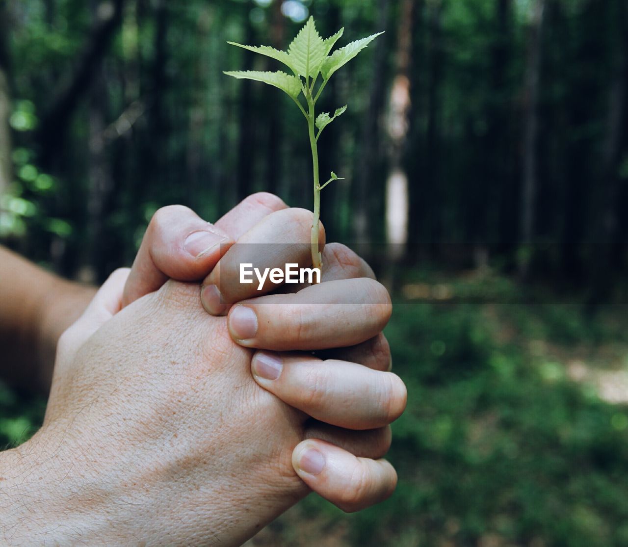 Cropped hands holding plant against trees