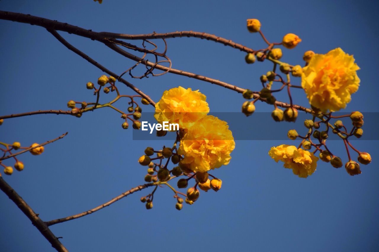 LOW ANGLE VIEW OF TREE AGAINST SKY