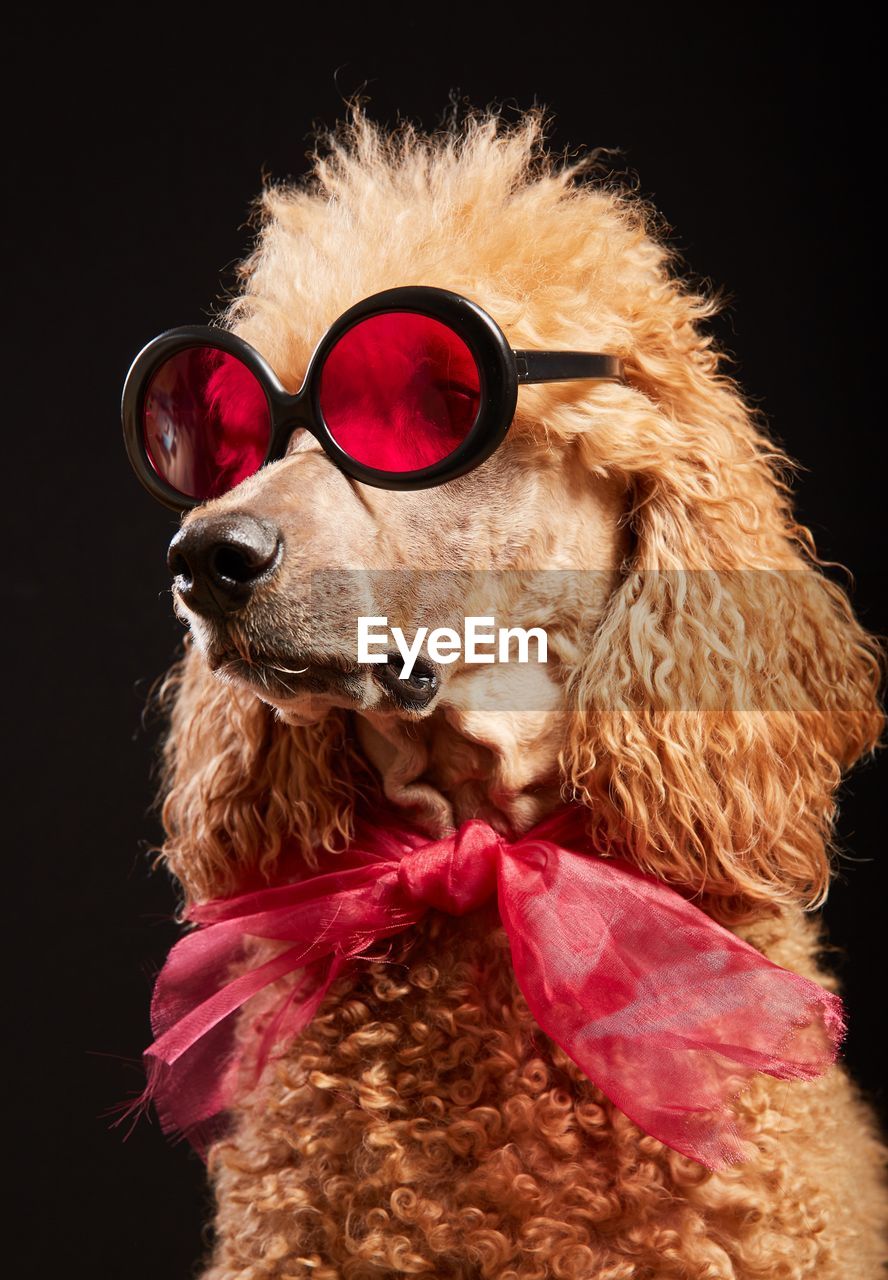 CLOSE-UP OF DOG WITH SUNGLASSES