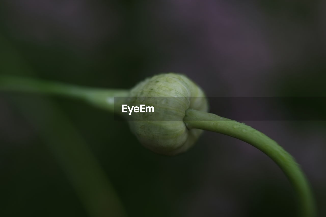 CLOSE-UP OF FLOWER BUDS