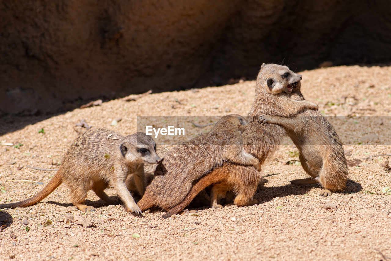 Mob of meerkats, suricata suricatta or suricates, small mongoose in southern africa playing