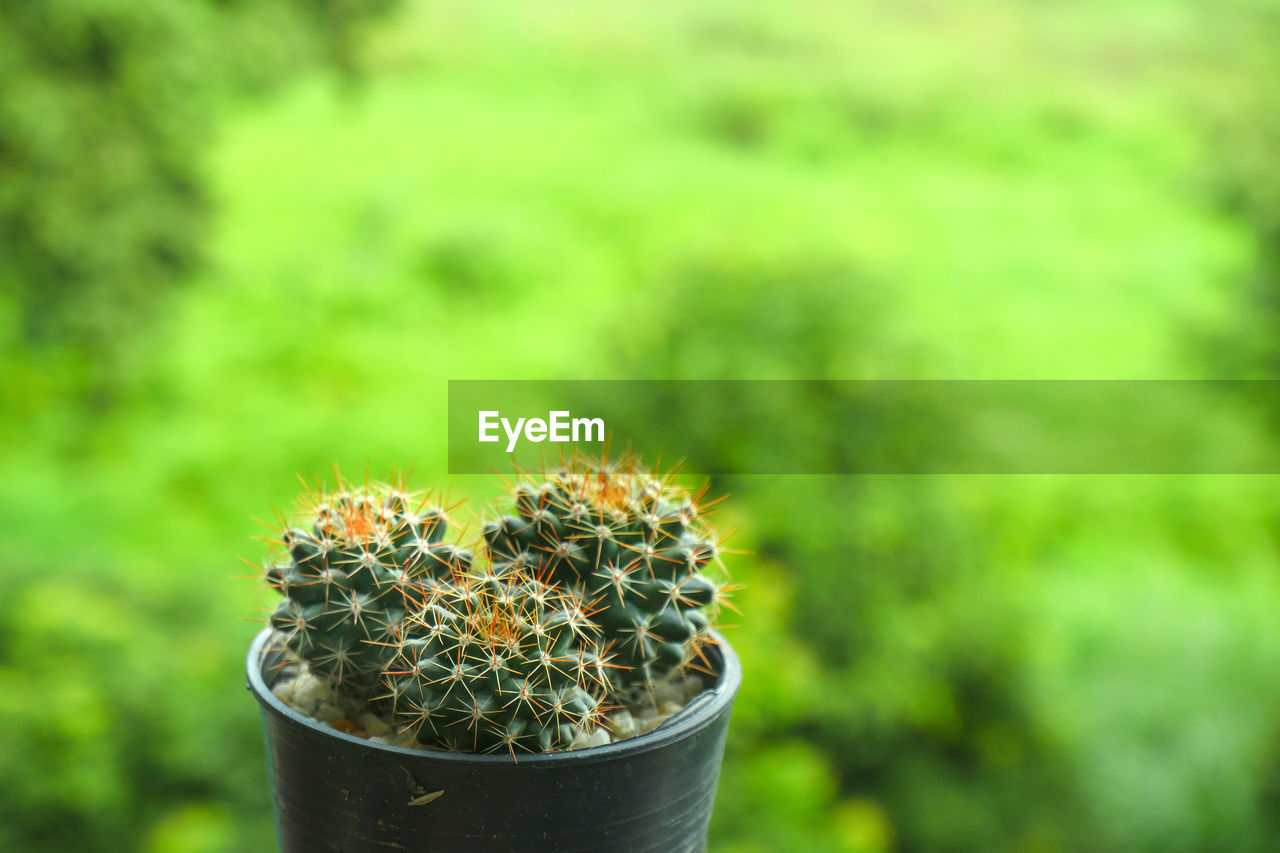 Close up of cactus plant, mammillarial lover