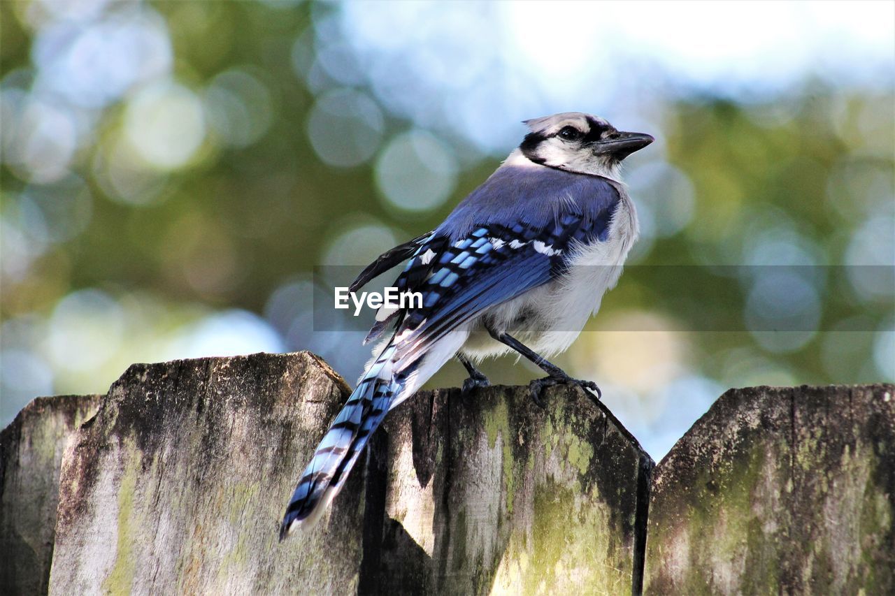 Close-up of bluejay bird perching on wooden post