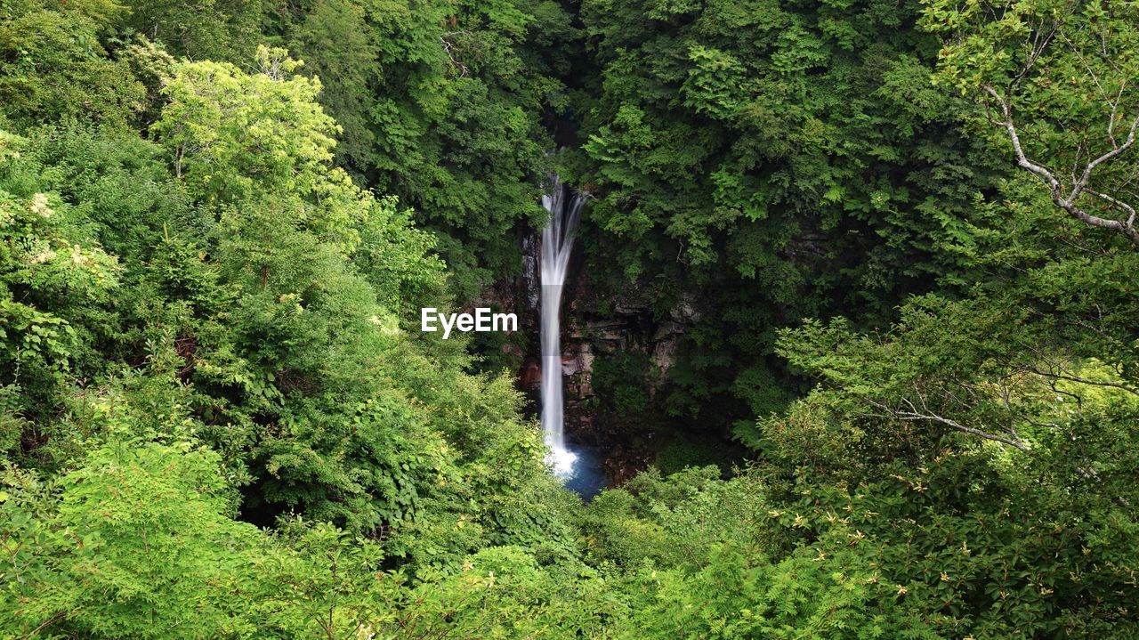 Scenic view of waterfall in forest