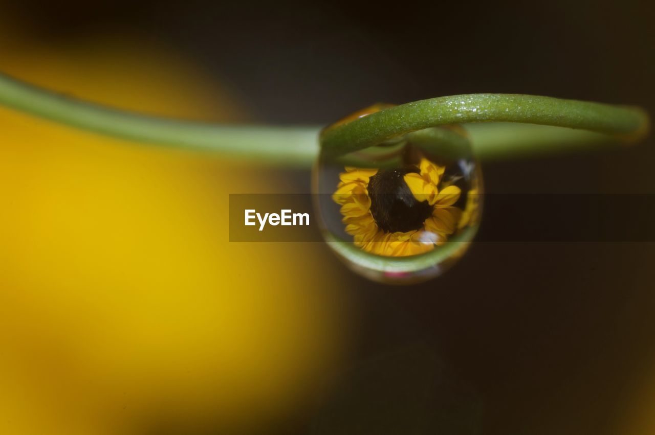 Close-up of drop on plant