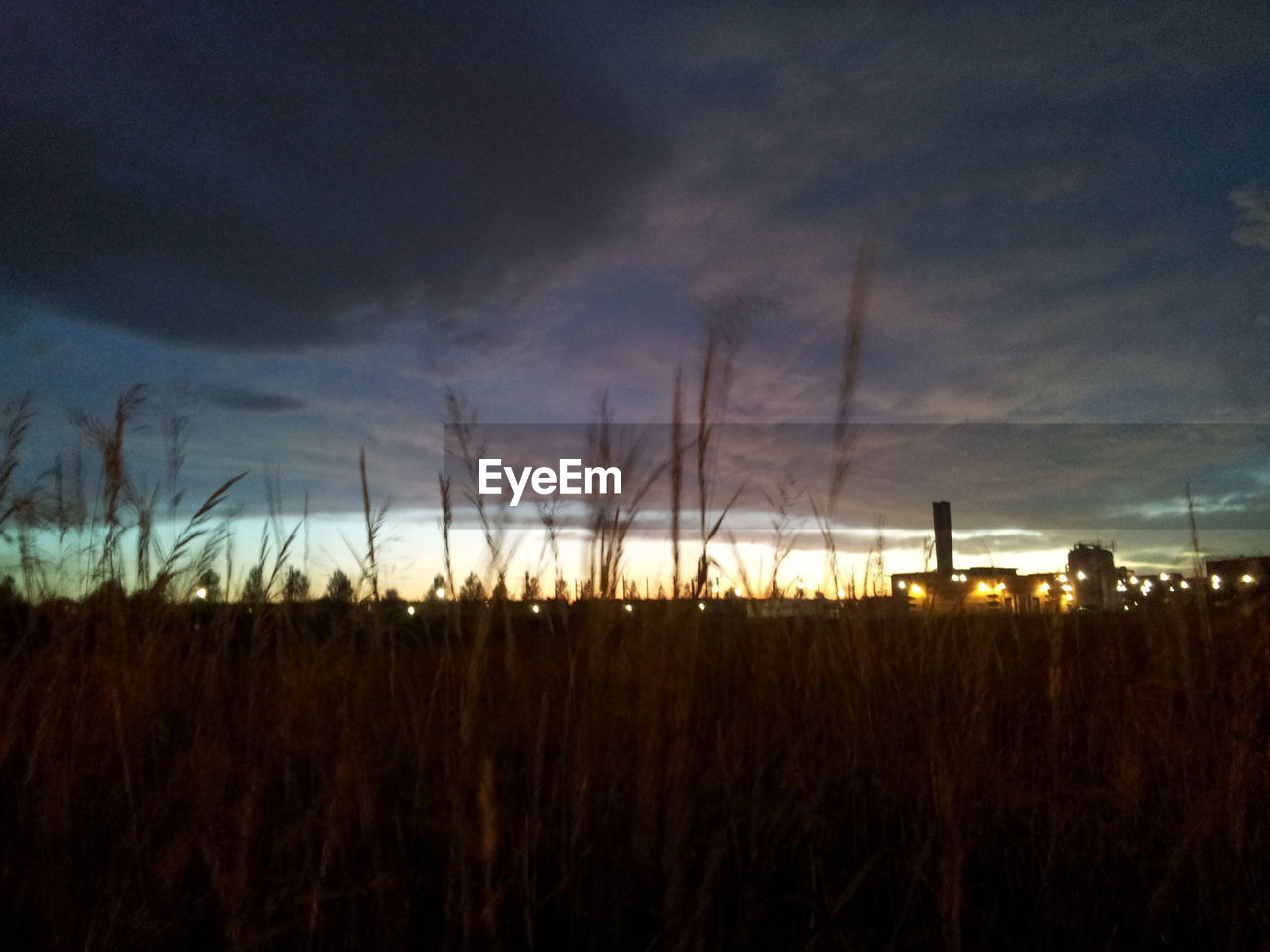 CROPS GROWING ON FIELD AGAINST SKY DURING SUNSET