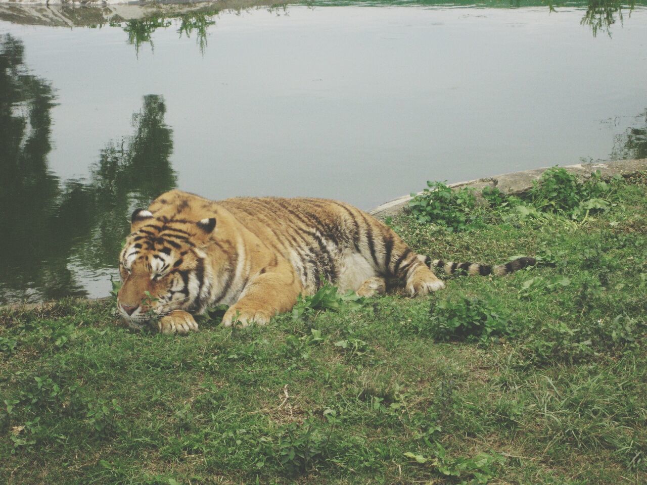 Full length of tiger sleeping near lakeshore