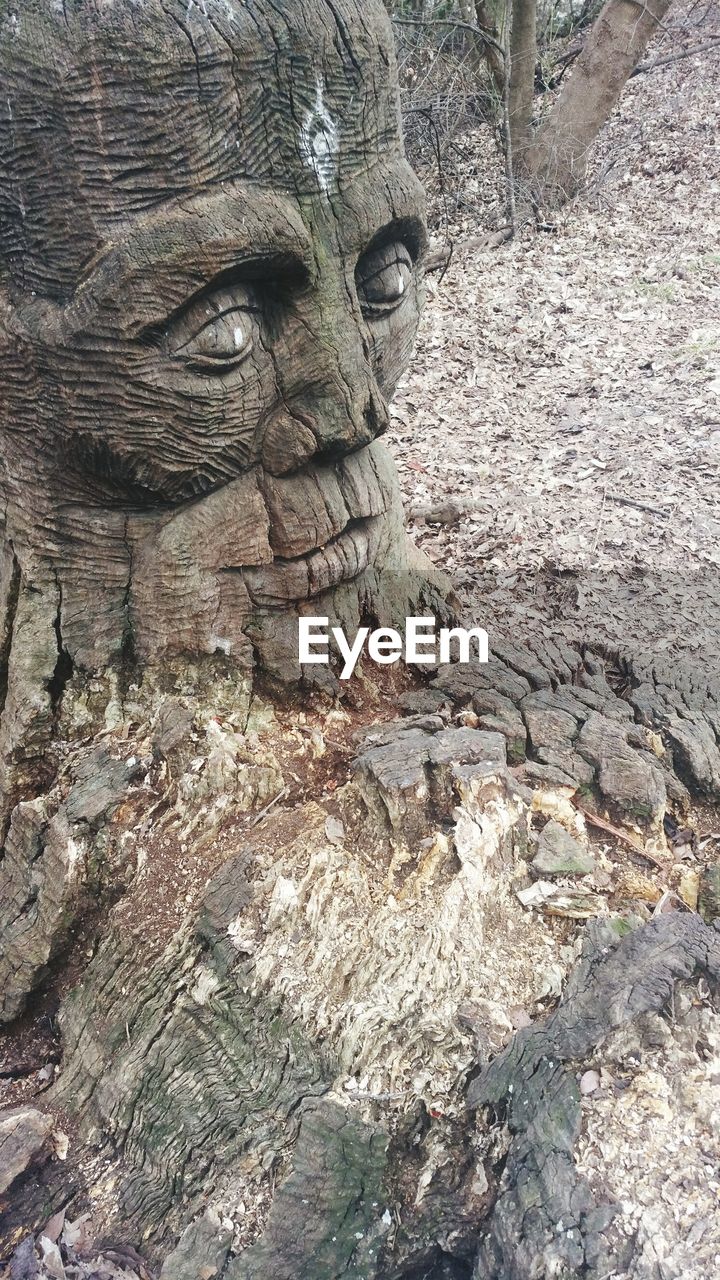 CLOSE-UP OF ELEPHANT ON TREE TRUNK