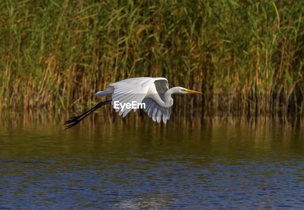 Great, common or large egret, ardea alba, flying upon a pond, neuchatel lake, switzerland