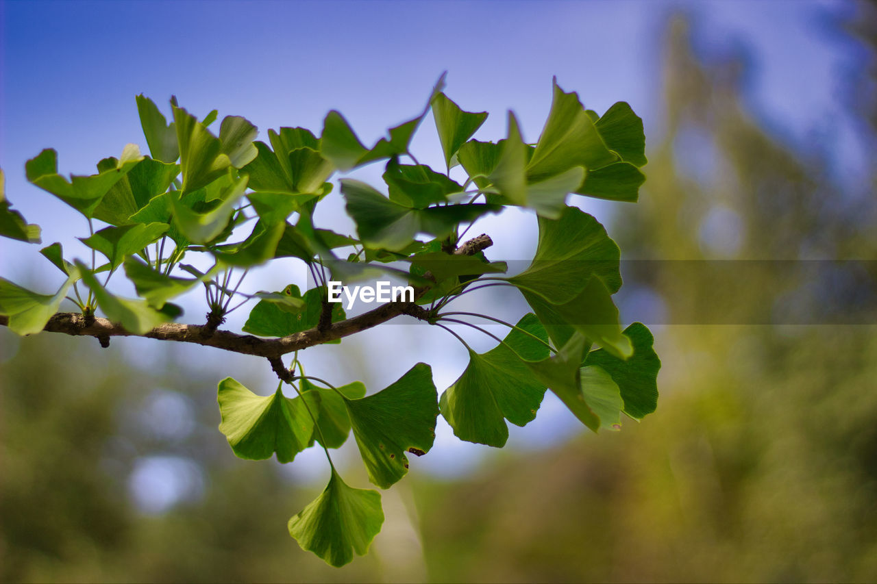 CLOSE-UP OF FRESH GREEN LEAVES ON PLANT AGAINST SKY