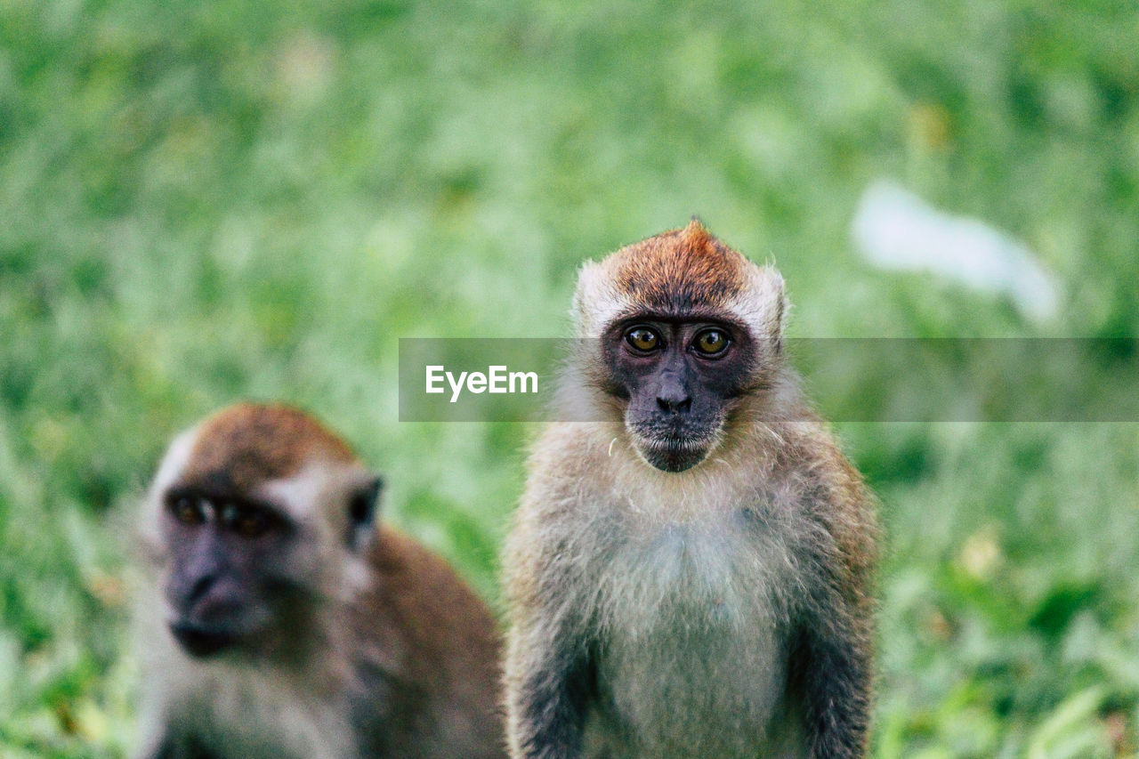 Close-up portrait of monkey on land